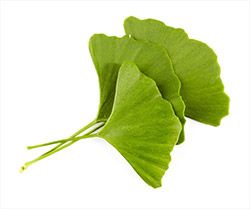 Ginkgo-biloba-afrodiziakum