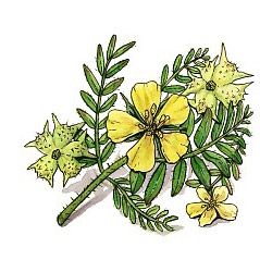 Tribulus-Terrestris-aphrodisiacum