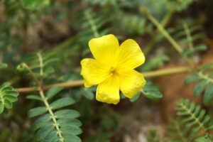 Kotvičník zemní, Tribulus terrestris rostlina