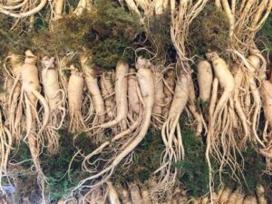 Ženšen Panax ginseng Korejský ženšen