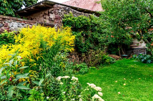 Goldenrod společná zahradní rostlina