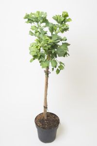 Ginkgo biloba odrůda Mariken