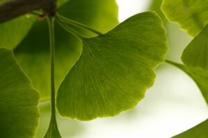 Ginkgo biloba - strom