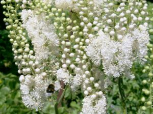 Black Cohosh