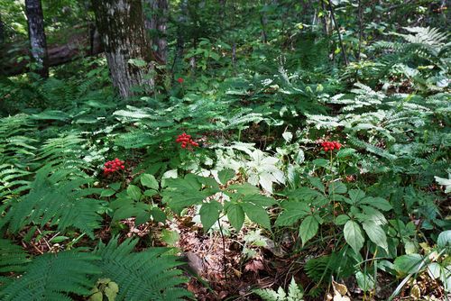 Panax ginseng - přírodní prostředí, výskyt