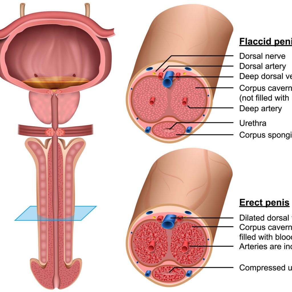 Anatómia, penis, erekcia, popis