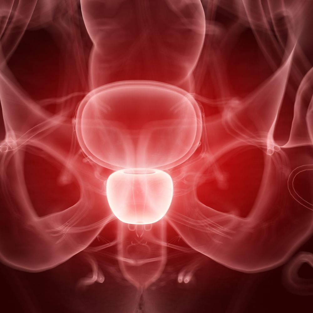 Prostata 3D zobrazení lidského těla