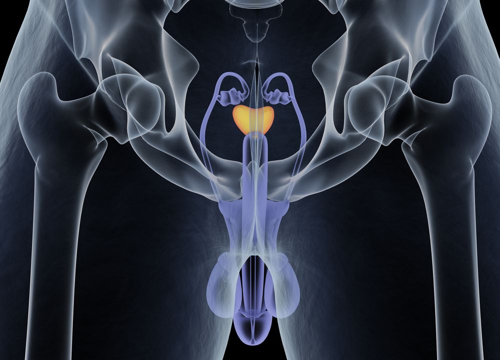 Prostata, mužský reprodukční a močový systém - anatomický 3D model