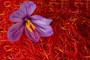 Šafrán - květ, stigmata