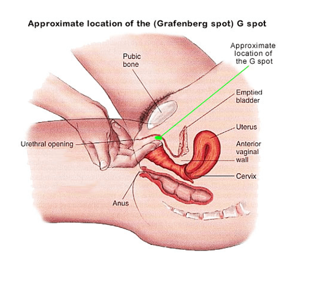 Ženská ejakulace drážděním bodu G, jak na to, obrázek