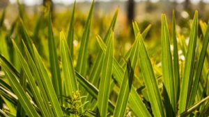 Bylinky na prostatu - plantáž saw palmetto