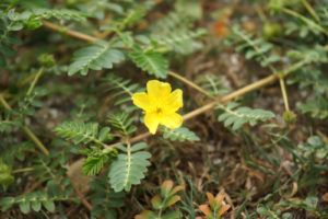 Bylinky na erekciu: Tribulus terrestris - Kotvičník zemný