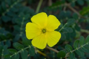 Tribulus terrestris - Tribulus terrestris, květina