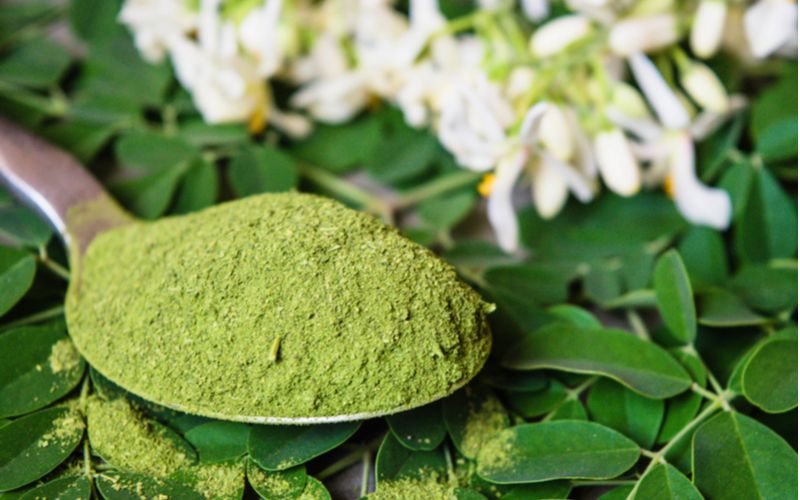 Moringa oleodendron - léčivá rostlina, prášek z čerstvých listů, květů a listů